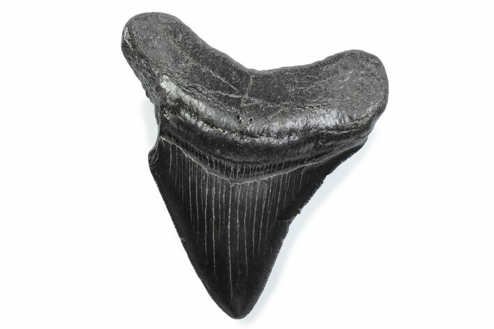 Serrated, Fossil Megalodon Tooth - South Carolina #370463